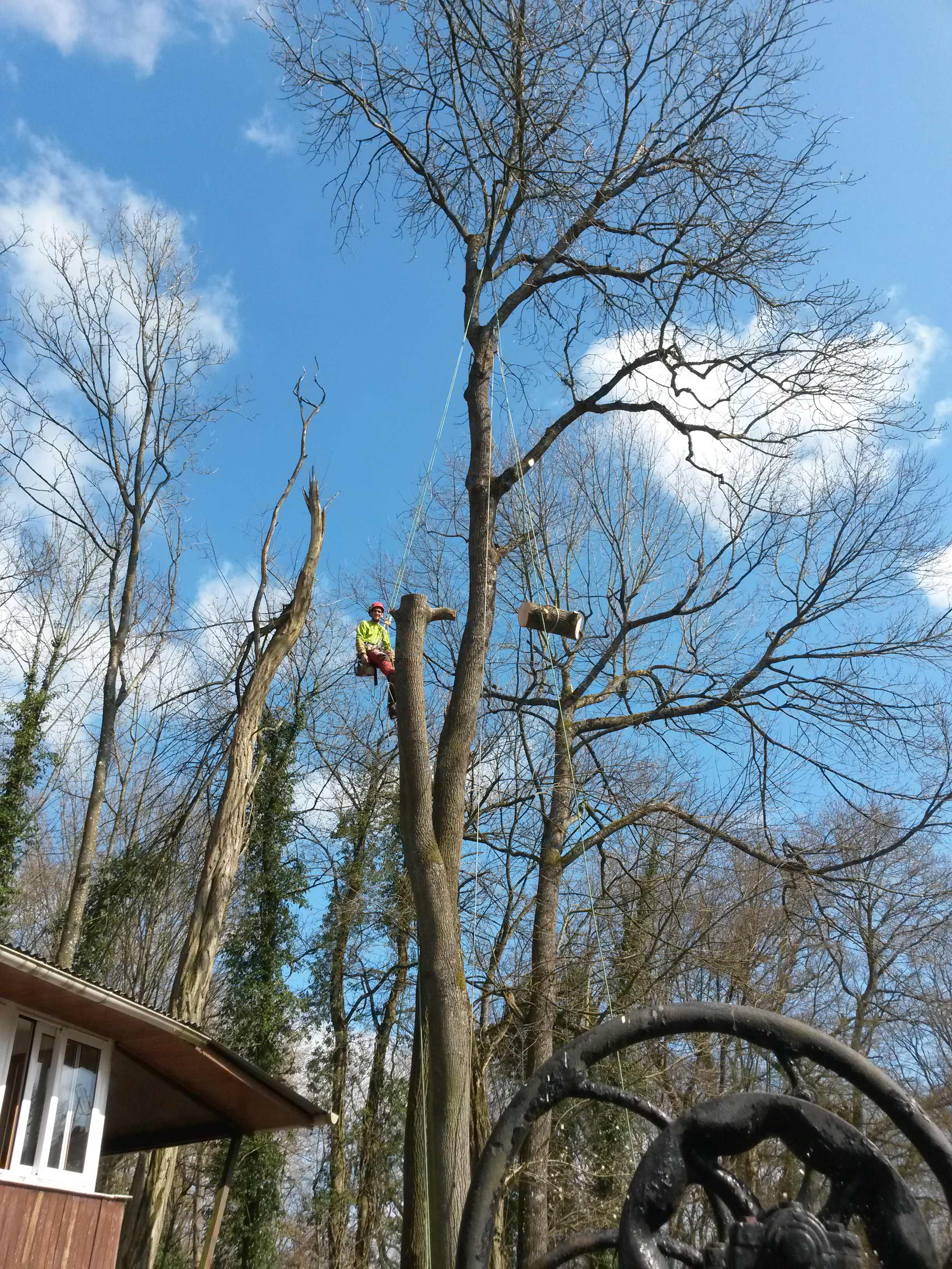 elagage abattage La Ferté sous Jouarre 77260